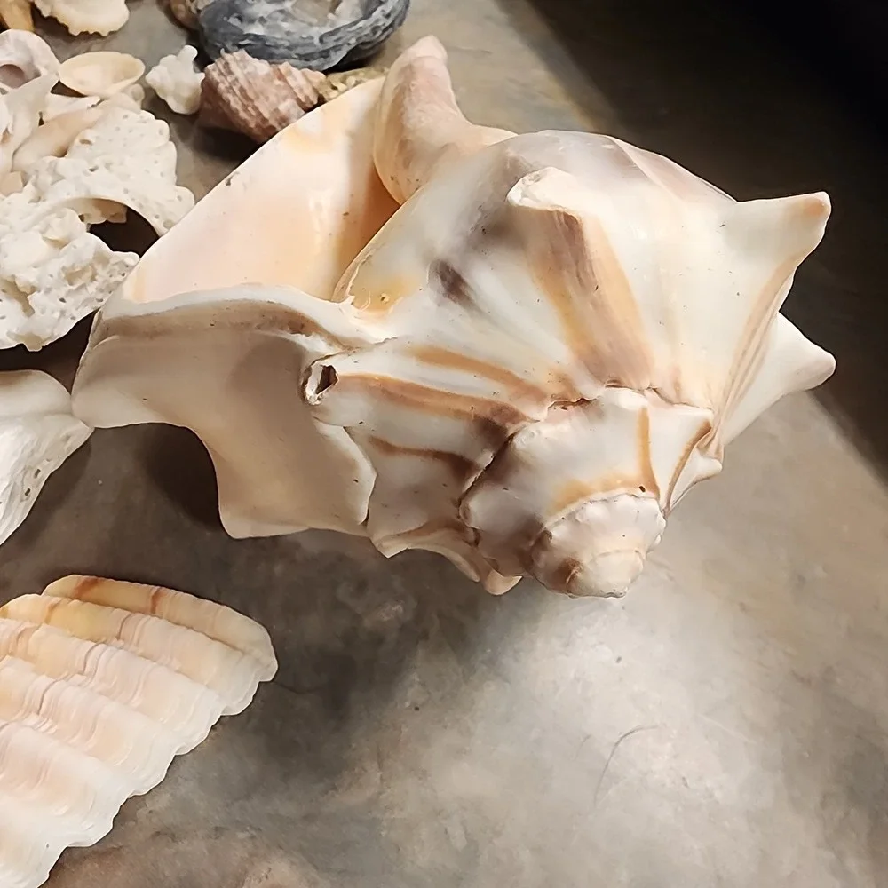Beautiful Sea Shells Lot- Some Unique & Rare Shark teeth Aquarium Nautical Decor
